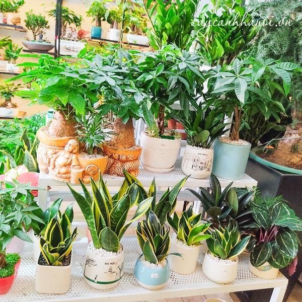 Các loại cây để bàn làm việc
