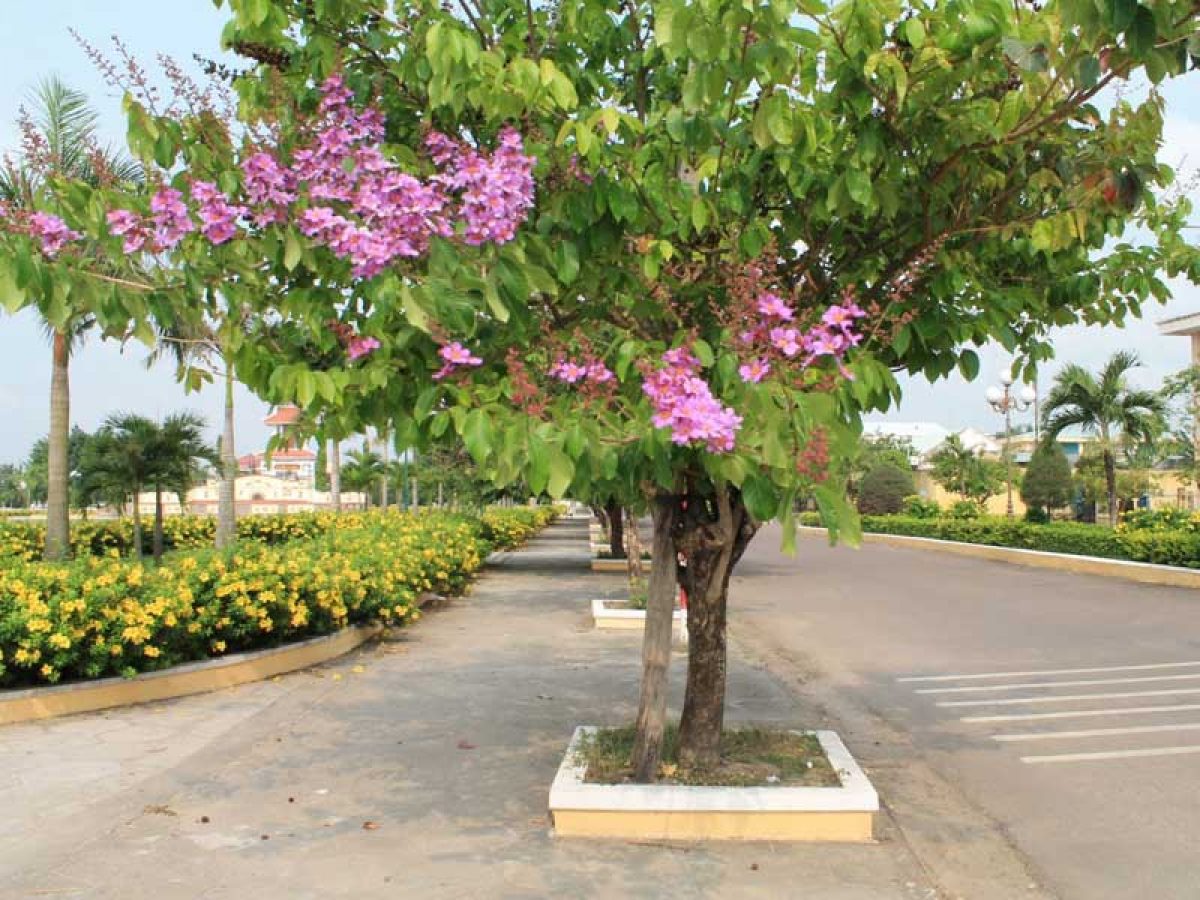 cây bằng lăng tím