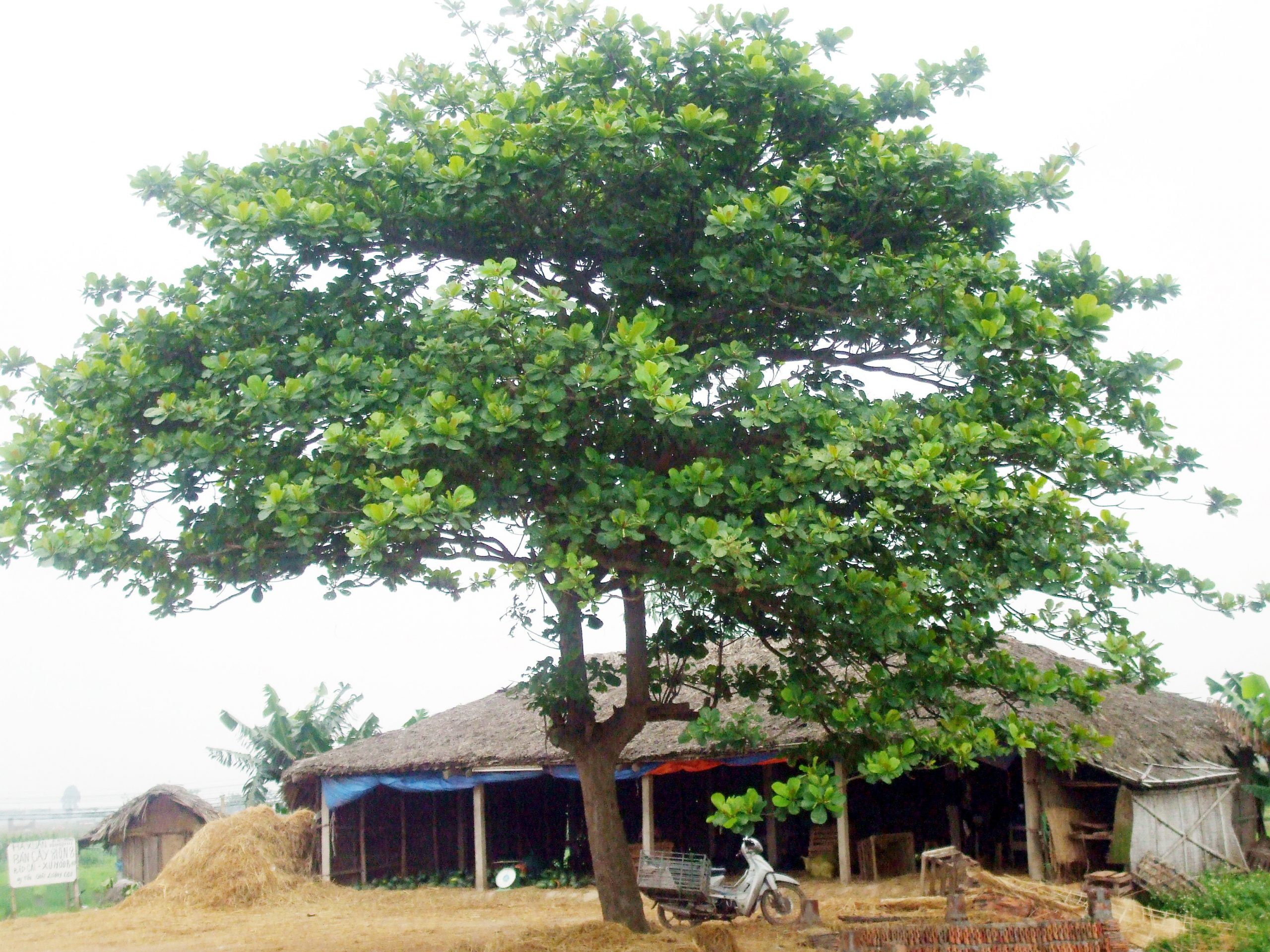 cây bàng ta