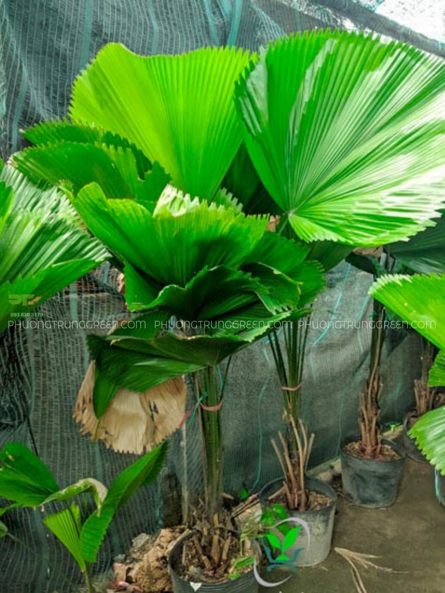 Cây cọ Nhật