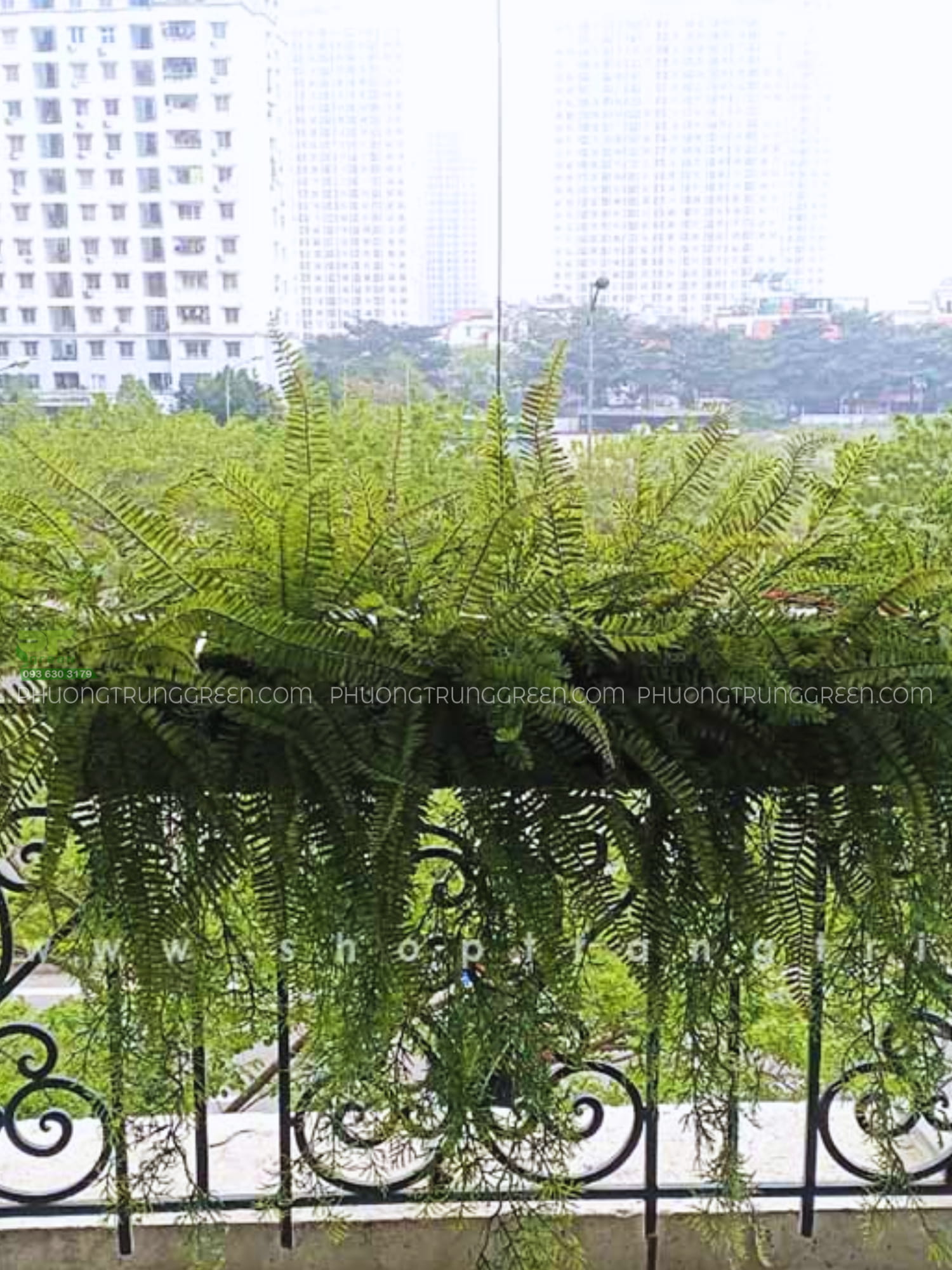 Cây dương xỉ