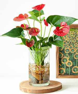 Cây hồng môn
