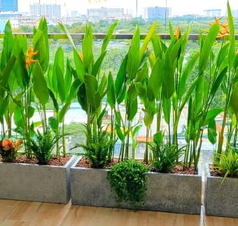 Cây trồng ban công