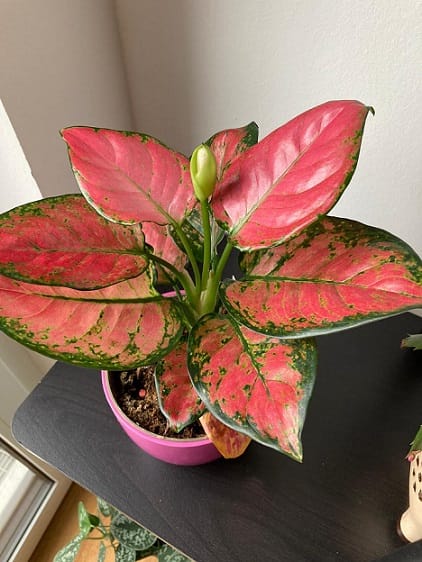 Cây vạn lộc