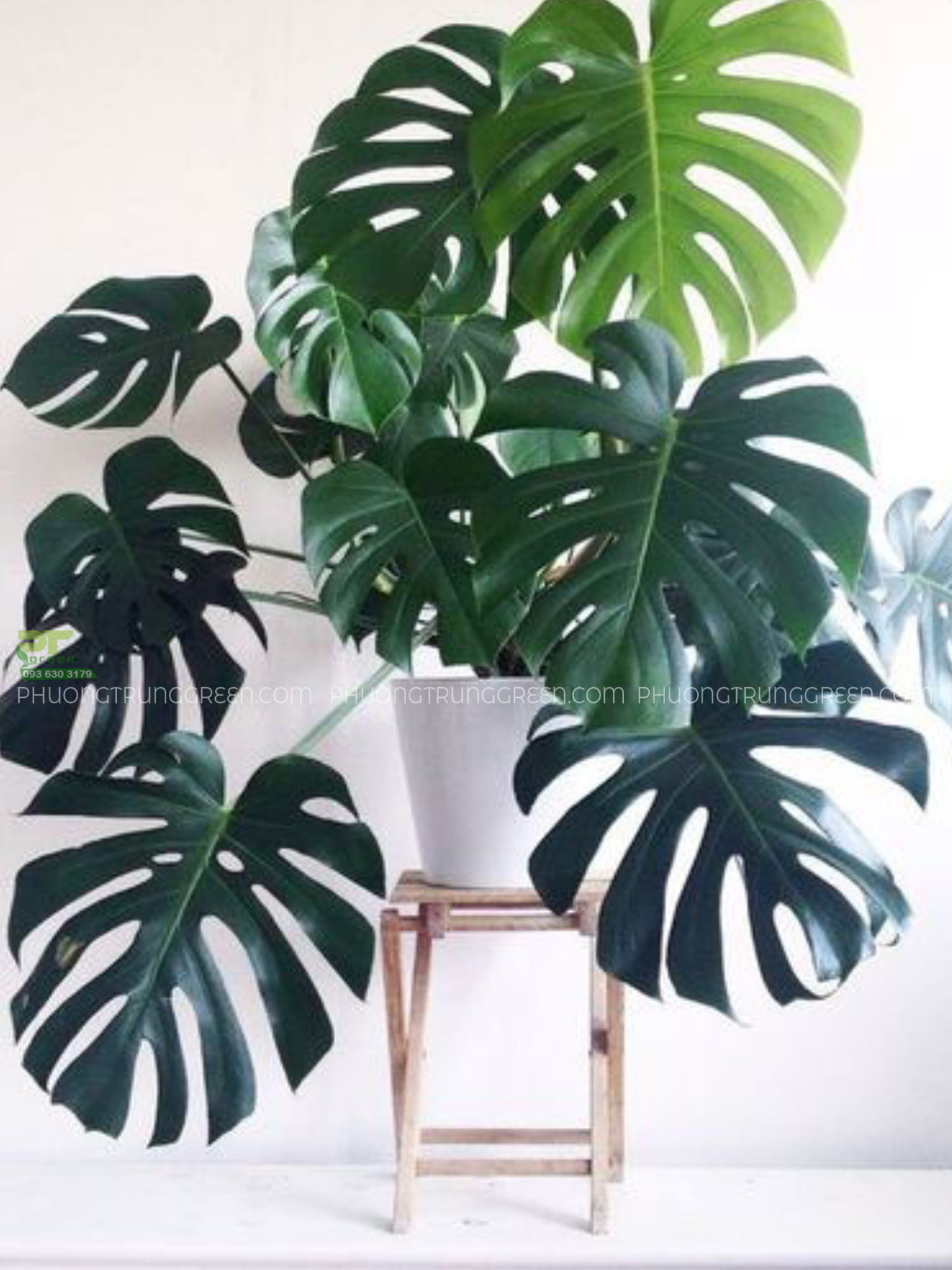 Cây trầu bà Monstera