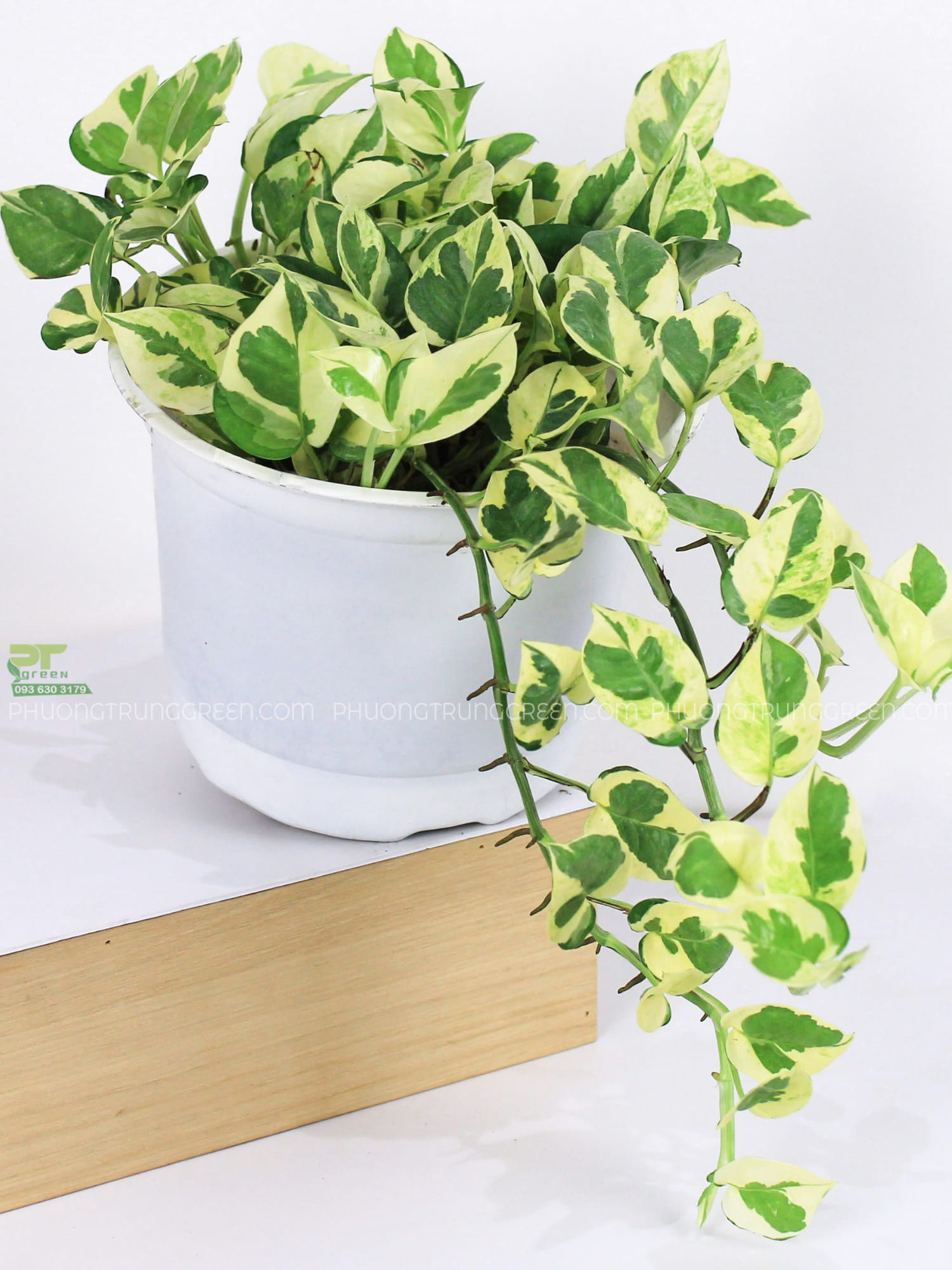 Cây trầu bà cẩm thạch